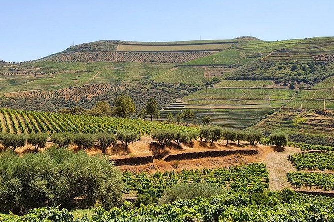 Complete Douro Valley Wine Tour with Lunch, Wine Tastings and River Cruise - Pinhão Rebelo river cruise: the 50 minutes that make the whole day click