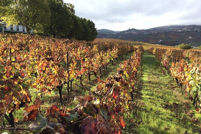 Douro: luxury walking tour with lunch at Quinta da Pacheca - Lunch at the estate restaurant: refined, guided, and pairing-focused