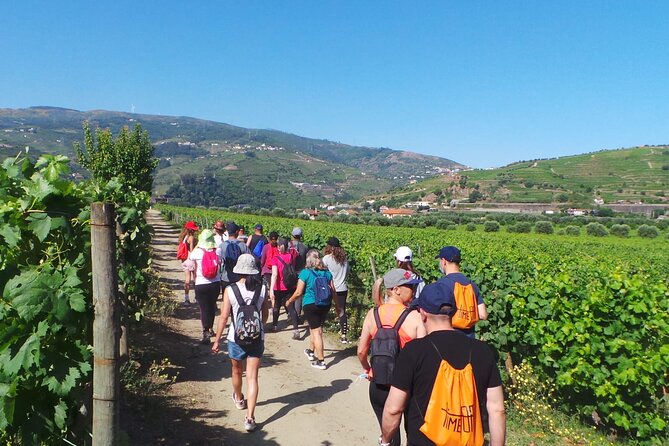 Douro: luxury walking tour with lunch at Quinta da Pacheca - Old wine cellars and Douro history, explained where it happened
