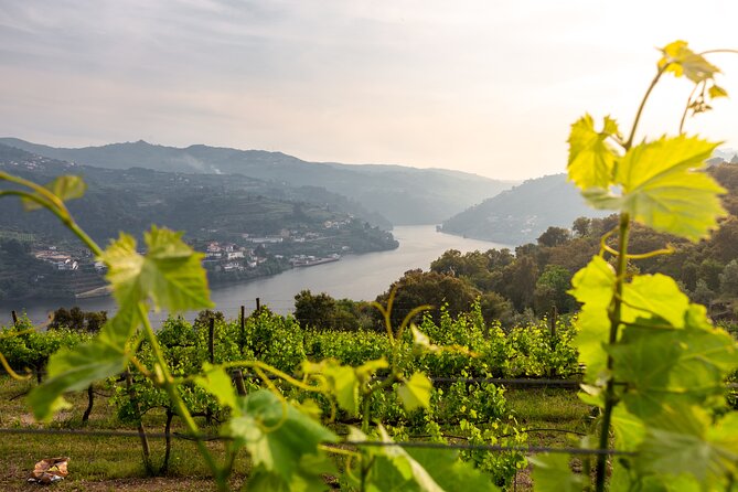 Douro Private Tour with Transport - Key takeaways