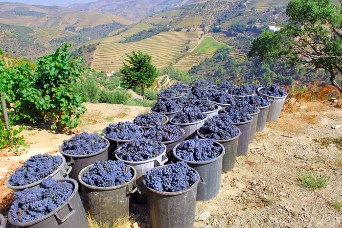 Douro Private Tour with Transport - On the Douro River: Boat Ride Time That Feels Worth It