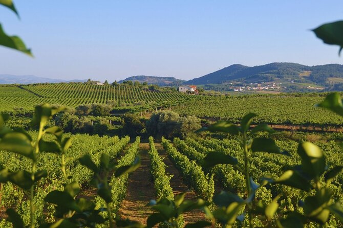 Douro Three Winery Small Group Tour with Lunch and Tastings - From Porto to UNESCO Douro Valley, the drive does the work
