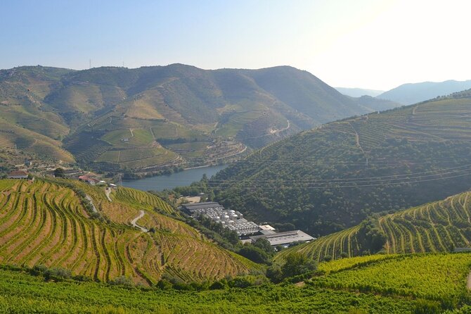 Douro Three Winery Small Group Tour with Lunch and Tastings - Lunch at a vineyard estate: paired wines and a port tasting guide