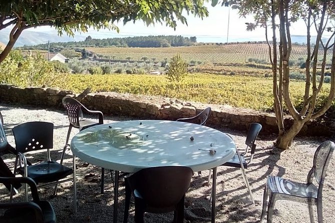 Douro Valley: A Half-Day, 1 winery, tatings & 1-h Boat tour - From Porto to the Douro, without spending your whole day