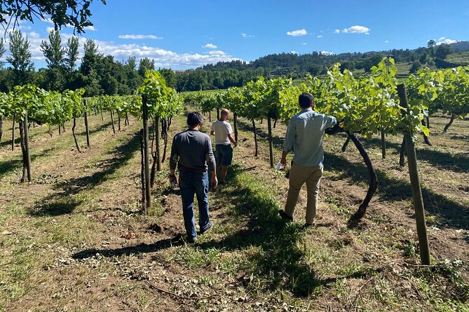 Douro Valley: A Half-Day, 1 winery, tatings & 1-h Boat tour - The Douro Valley winery tasting, where olive oil steals the show