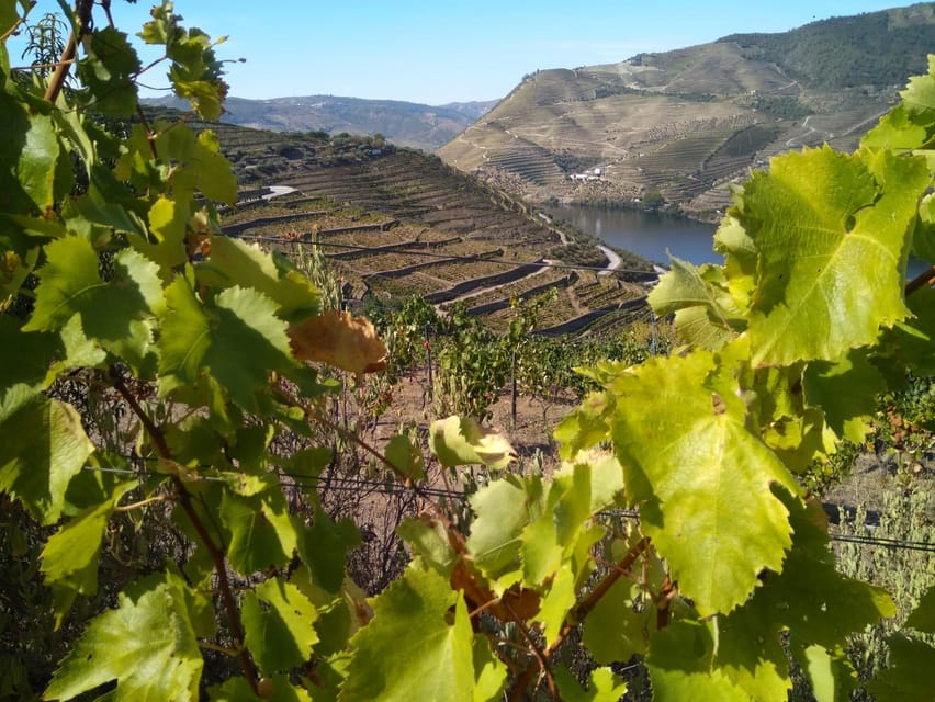 Douro Valley & Amarante - from Porto, Braga or Guimarães - São Leonardo de Galafura Viewpoint: Short Stop, Big Payoff