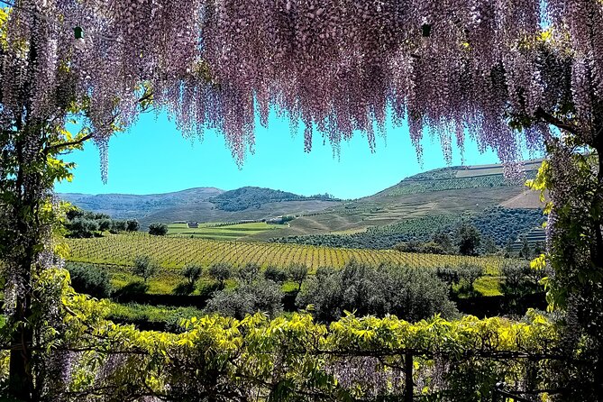Douro Valley Guided Tour of 3 Vineyards with Lunch - Starting in Porto at 8:30, with real time for the views