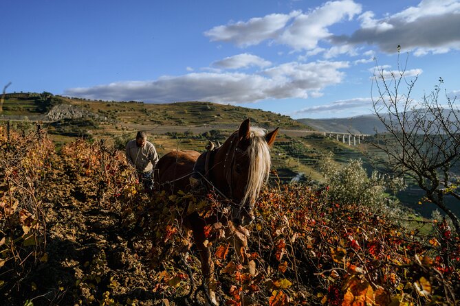 DOURO VALLEY: Lunch in a winery, tastings & 1-h private boat tour - What you eat and drink: the lunch menu and Port-fueled dessert