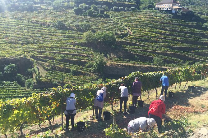 Douro valley Majestic - Sabrosa: a quick contact with the region plus a viewpoint break