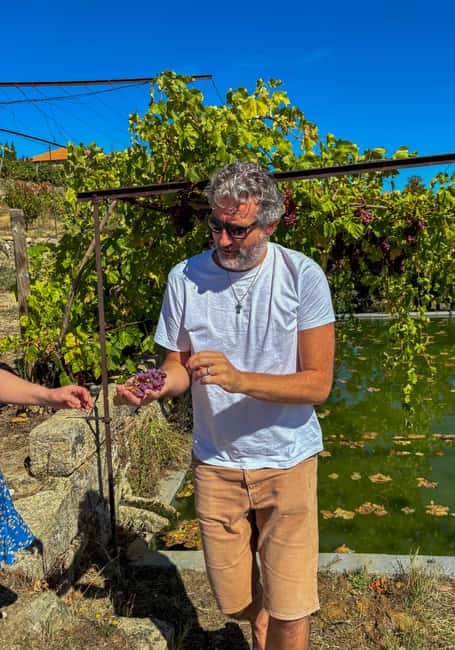 Douro Valley: Olive Oil & Wine Tour with Boat & Lunch - Price and logistics: does $309 feel fair for 8 hours?