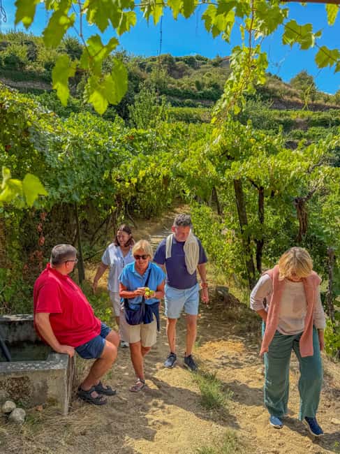Douro Valley: Olive Oil & Wine Tour with Boat & Lunch - Vineyard brunch at Quinta de Santa Teresa, with a real view
