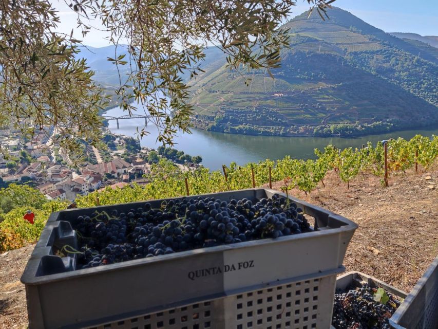 Douro Valley: (Pinhão) Quinta da Foz - Tour&Tasting 5 WINES - Price and value: what $41 buys you in real time