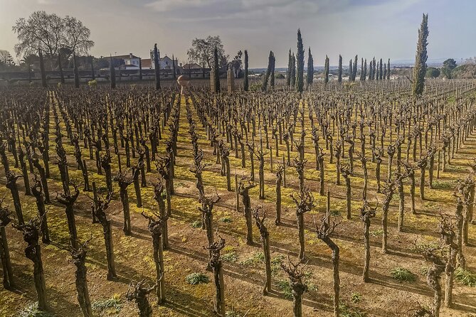 Douro Valley Private Day Trip from Lisbon: Vineyards & River View - Régua: The Douro Port-Wine Gateway Town