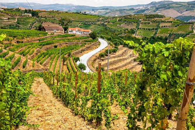 Douro Valley Private Day Trip including Boat Ride & Wine Tasting - Douro Valley Time and the Lunch Break That Changes the Mood