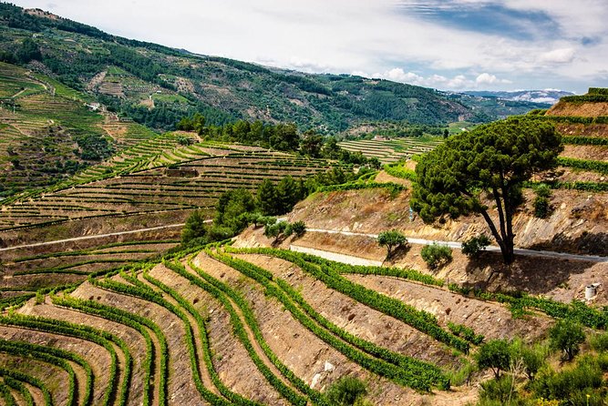 Douro Valley Private Day Trip including Boat Ride & Wine Tasting - Price and Value: What $325.32 Buys You