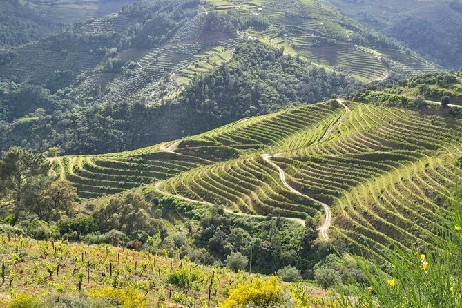 Douro Valley private tour full day - Stop 2: Quinta de Santa Eufémia, cellar visit and wine tasting