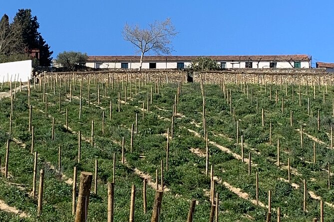 Douro Valley private tour includes wine tasting and boat trip - Key highlights I’d plan around