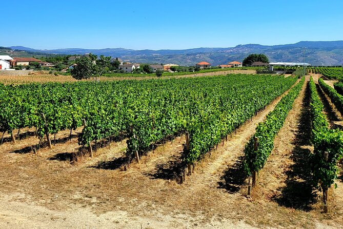 Douro Valley Private Tour (winery + boat + viewpoint) - The drive along N222 to Pinhão: views without the hassle