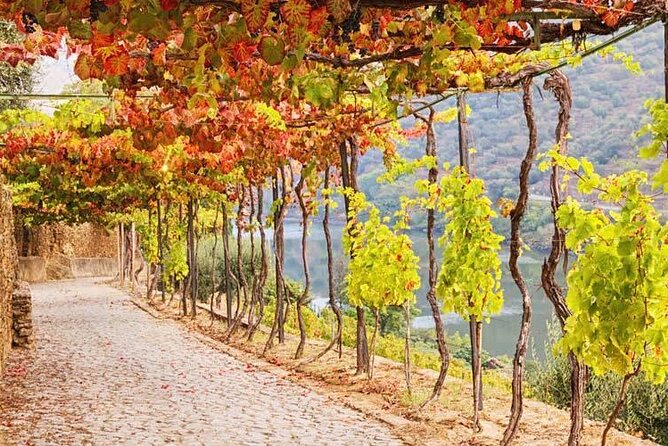 Douro Valley — Private UNESCO Wine & Cultural Experience - Group size, privacy, and the pacing that comes with it