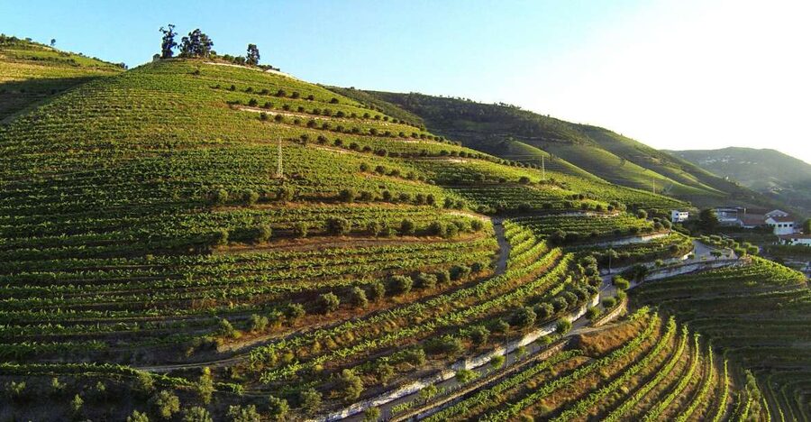 Douro Valley: Quinta de S. Luiz Winery Tour and Tasting - Key moments worth timing