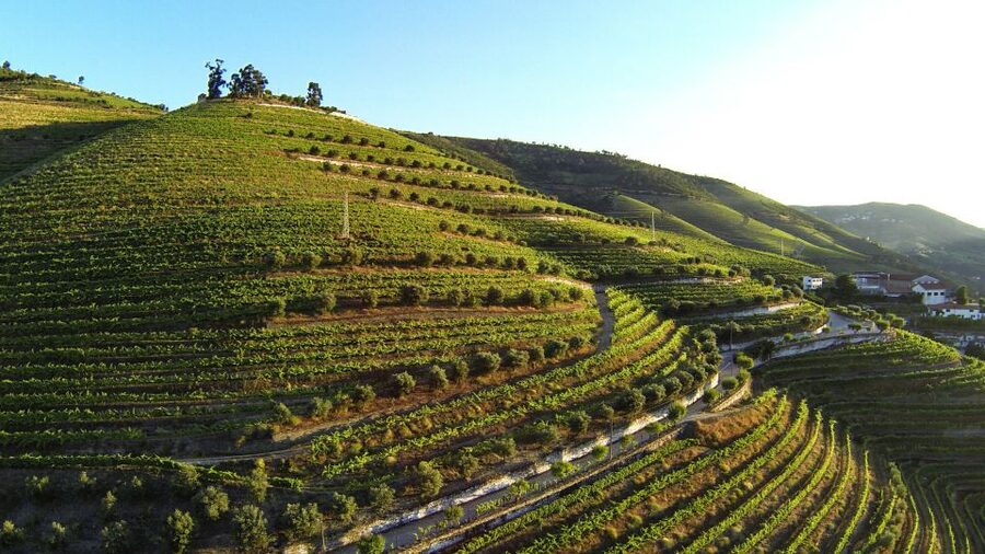 Douro Valley: Quinta de S. Luiz Winery Tour and Tasting - Who Should Book (and Who Might Want More Time)