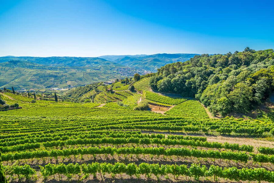 Douro Valley: Quinta Santa Júlia Tour, Wine Tasting & Lunch - Lunch on a wood-burning stove: regional flavors with Port pairing
