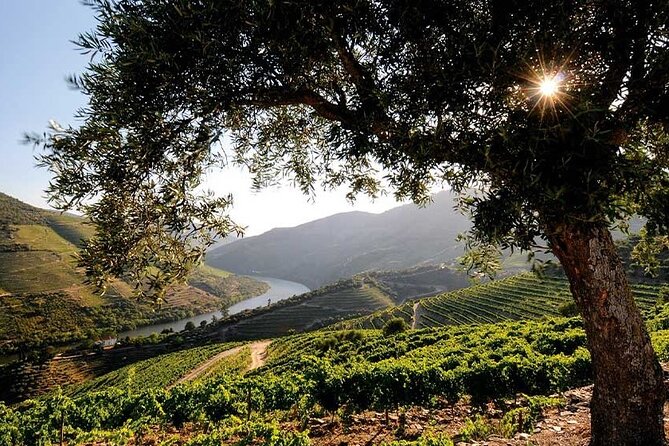 Douro Valley Small-Group Tour: 2 Wineries, Lunch, Optional Cruise - Optional Douro River cruise from Pinhão: worth it, but pack for comfort