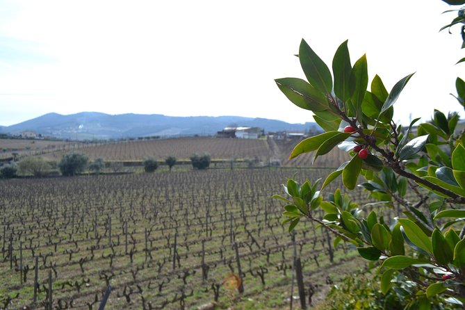 Douro Valley Tour: 2 Vineyard Visits, River Cruise, Winery Lunch - Sabrosa Winery Lunch: Four Courses, Wine Pairing, Then Port in the Cellar