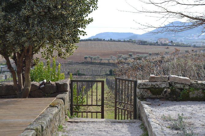 Douro Valley Tour: 2 Vineyard Visits, River Cruise, Winery Lunch - Comfort, Timing, and Practical Tips That Make It Better
