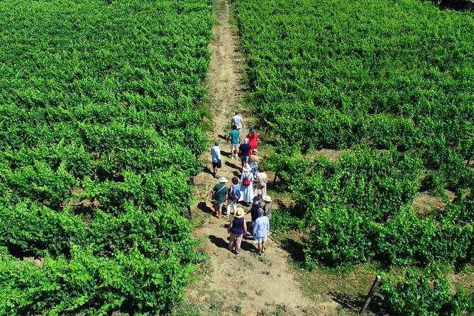 Douro Valley Tour - 3 Wine tastings, Lunch & river Cruise - The day’s pacing: how the stops actually fit together