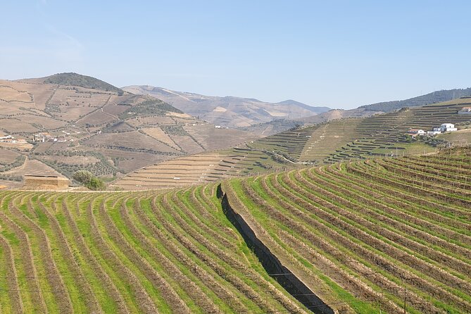 Douro Valley Tour Wine and breathtaking views - Sabrosa and lunch at Casa dos Barros: palace dining plus age-paired wine notes