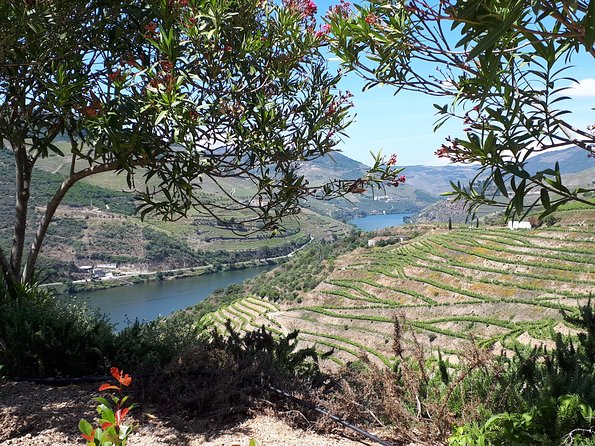 Douro Valley Tour (wine & Food) - Stop 2: Quinta do Seixo and Sandeman Port tasting