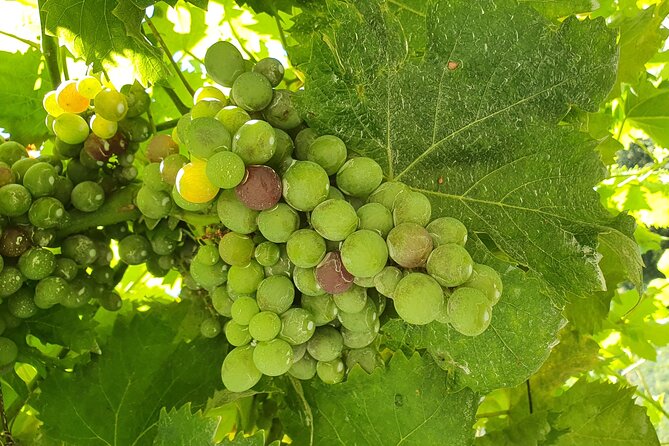 Douro Valley Tour with Train and Vinho Verde - How the tastings in Vilarinho de São Romão set this tour apart