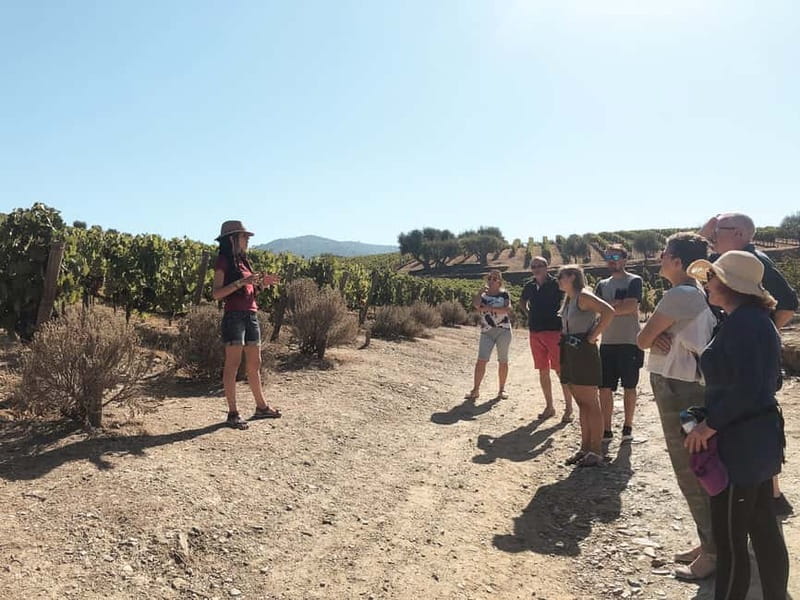 Douro Valley: Tour with Wine Tastings, Lunch, and Boat Ride - Who this Douro tour suits best (and who might feel it’s too much)