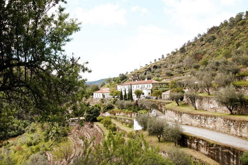 Douro Valley: Tour with Wine Tastings, Lunch, and Boat Ride - Small group energy: why 8 seats changes the day