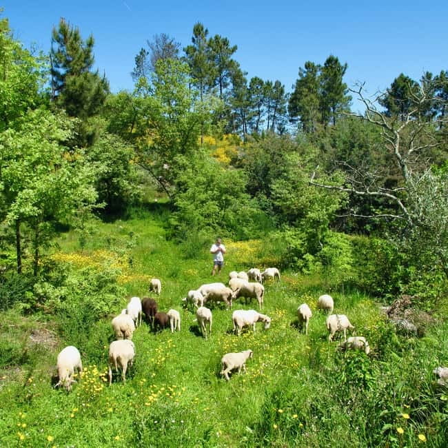 Douro Valley: Traditional Cooking Class, Farm Tour and Lunch - Key Highlights Worth Clearing Time For