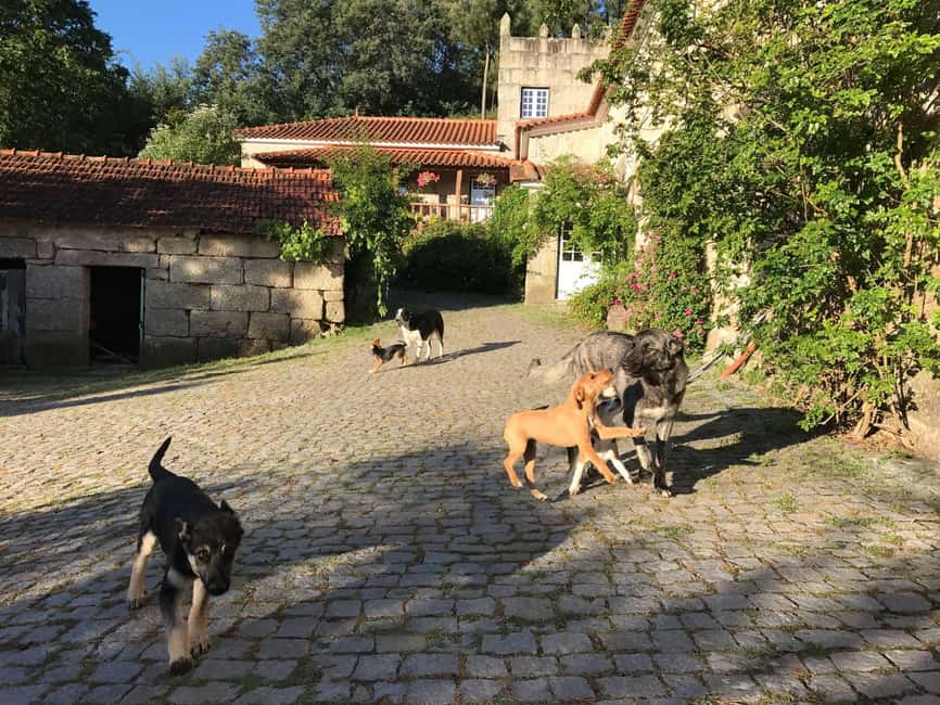 Douro Valley: Traditional Cooking Class, Farm Tour and Lunch - Practical Tips for Your Day: Getting There and What to Bring