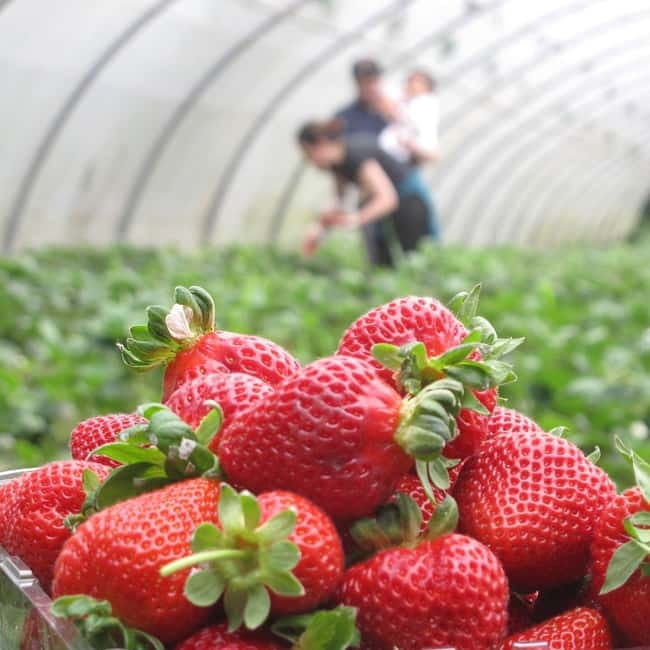Douro Valley: Traditional Cooking Class, Farm Tour and Lunch - Quinta de Louredo: A Family Farm Cooking Story After Wildfire