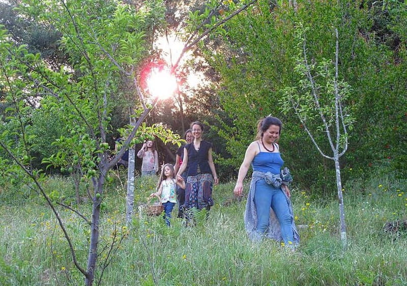 Douro Valley: Traditional Cooking Class, Farm Tour and Lunch - Farm Tour and Harvesting: Picking Fruit, Collecting Eggs, and Meeting Animals