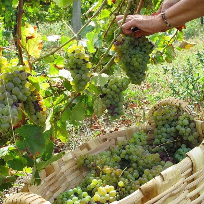 Douro Valley: Traditional Cooking Class, Farm Tour and Lunch - Inside the Cooking Class: Three Courses, Hands-On Prep, and No Printed Recipes