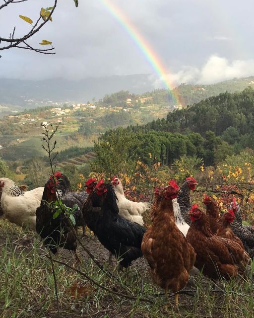 Douro Valley: Traditional Cooking Class, Farm Tour and Lunch - The Shared Meal and the Family Table: Stories, Wine, and What Your Money Supports