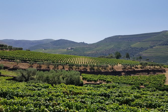 Douro Valley Wine Tour: 3 Vineyard Visits, Wine Tastings, Lunch - Stop 2 in Folgosa: an older estate and a Port-focused tasting