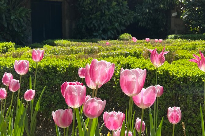 Douro Valley Wine Tour with Tastings, Boat Ride & Lunch - Port, wine, and learning without a lecture overload