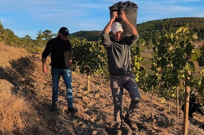 Essence: Full-Day Tour 2 Wineries and Boat Cruise - Key Points to Know Before You Go