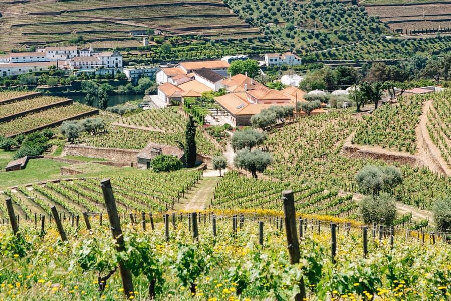 From Porto: Douro Valley - half a day on a wine experience - Hotel pickup and the van ride with Wi-Fi and air conditioning
