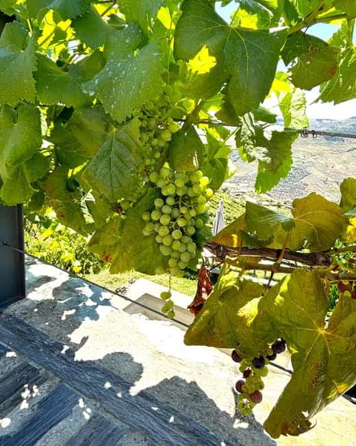 From Porto: Douro Valley Private Tour w/ 3 Wineries & Lunch - What’s Included, and Where the Value Comes From