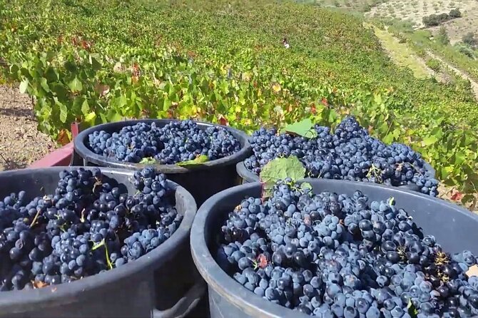 From Porto: Douro Valley Tour with 2 Wineries, Lunch and Cruise - Pinhão River Cruise: 90 Minutes to Let the Valley Sink In