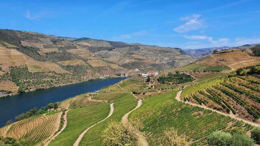 From Porto Douro Valley Tour with Train and Vinho Verde - Sabrosa winery visit, tastings that actually teach