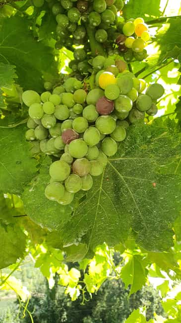 From Porto: Douro Valley Wine Tasting Tour With Hotel Pickup - Wine Tasting in the Douro: How the Winery Visit Feels in Real Time