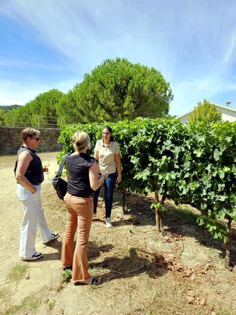 From Porto: Premium Douro Valley 4 Vineyards Tour with Lunch - Porto to the Douro Valley: why this day works better than a quick “hit and run”